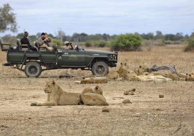 Game Drive Lion
